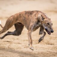 Greyhound in seinem Element